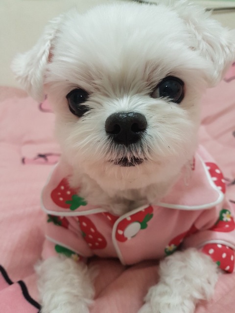 두부의 추모 사진