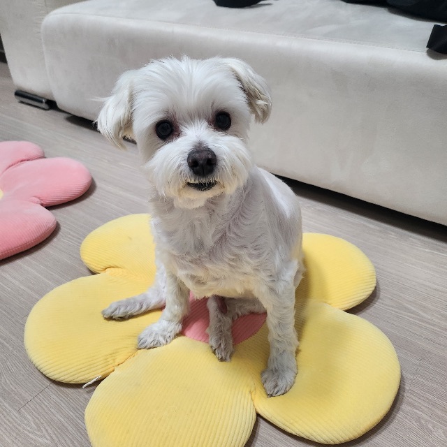 쫑이의 추모 사진