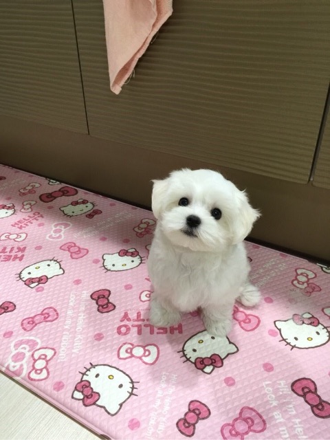 이브의 추모 사진