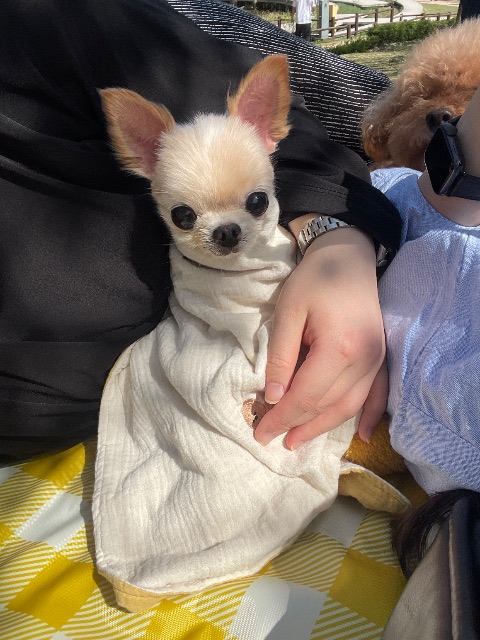 모모의 추모 사진