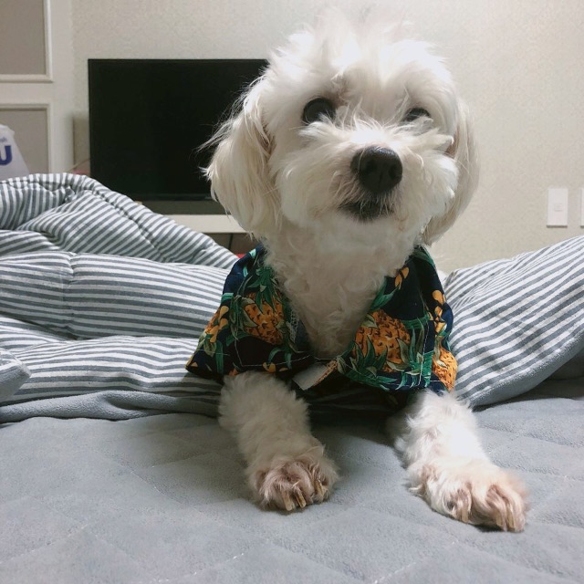 포비의 추모 사진
