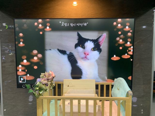 마리의 추모 사진