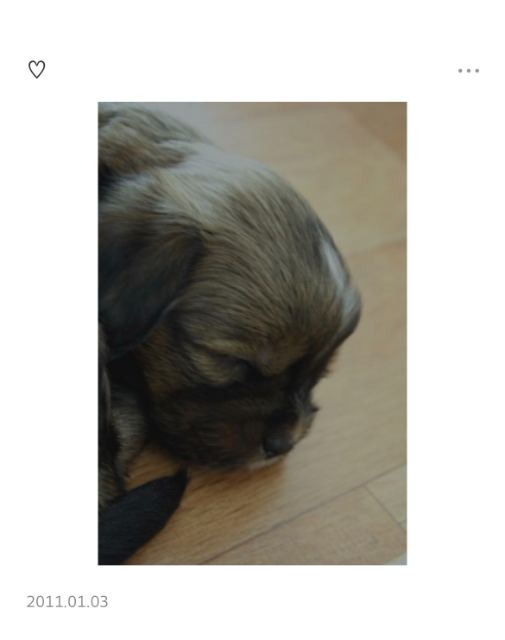 쪼꼬의 추모 사진
