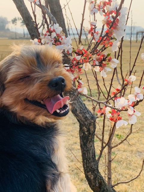 깜의 추모 사진