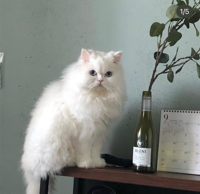 두부의 추모 사진