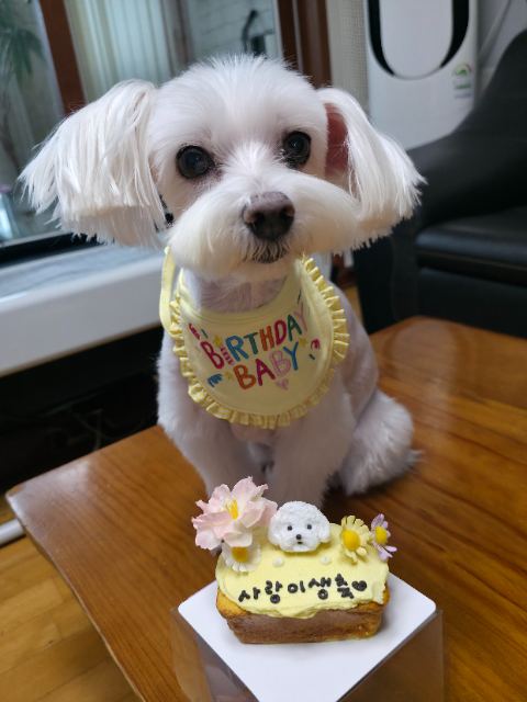 사랑이의 추모 사진
