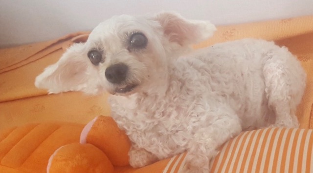 기봉이의 추모 사진