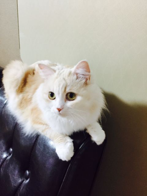 콩이의 추모 사진