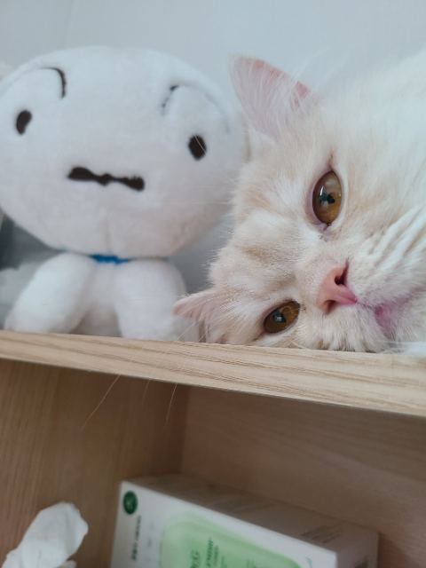 몽이의 추모 사진