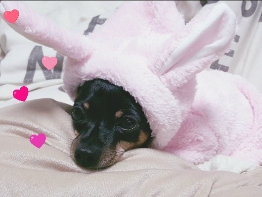 콩이의 추모 사진