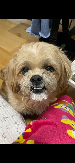 아가의 추모 사진