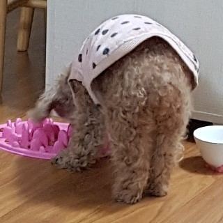 또자의 추모 사진