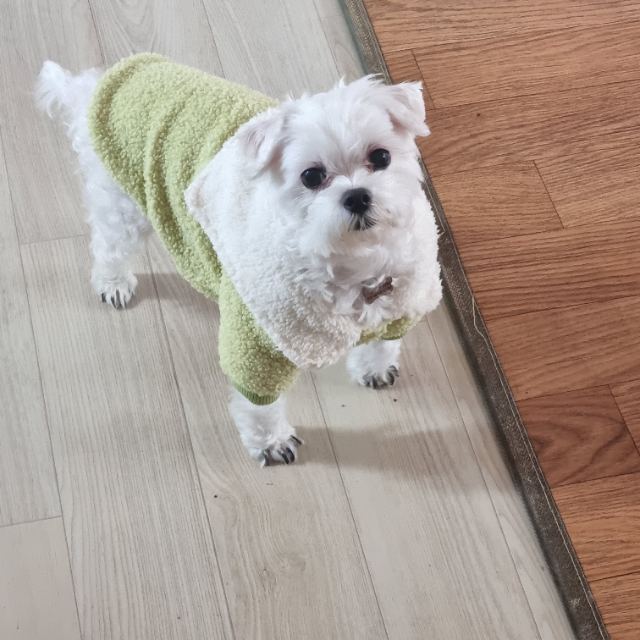 짱아의 추모 사진