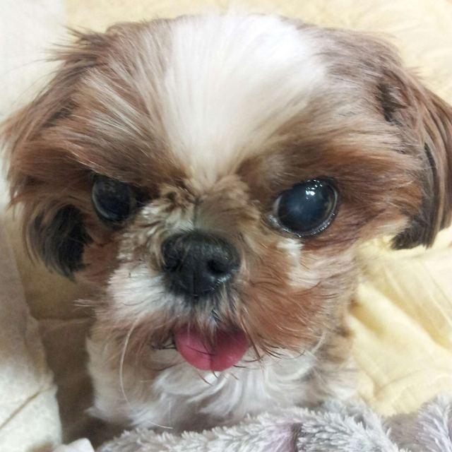 코코의 추모 사진