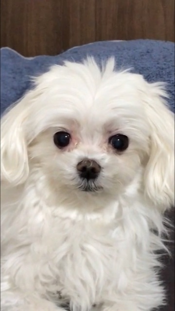 땡구의 추모 사진