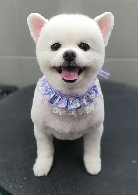 콩순이의 추모 사진