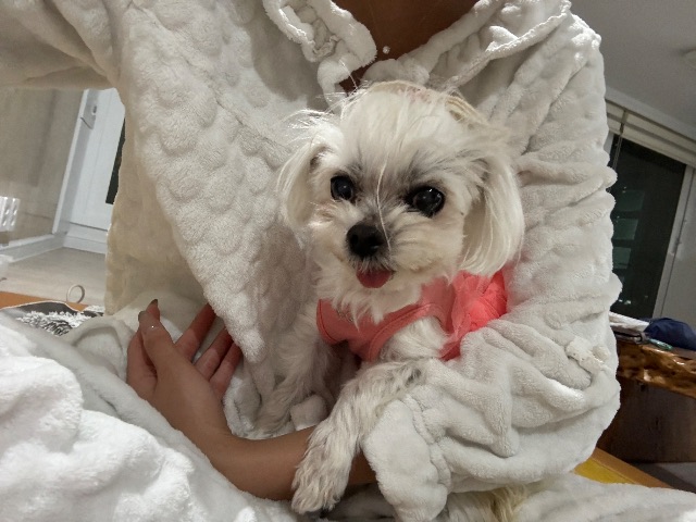 비비의 추모 사진