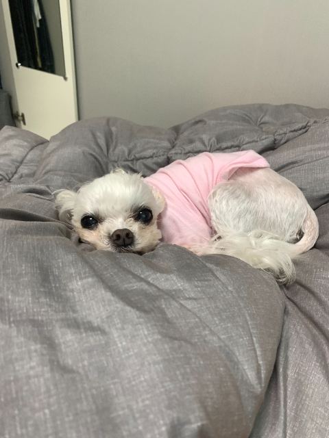 달콩이의 추모 사진