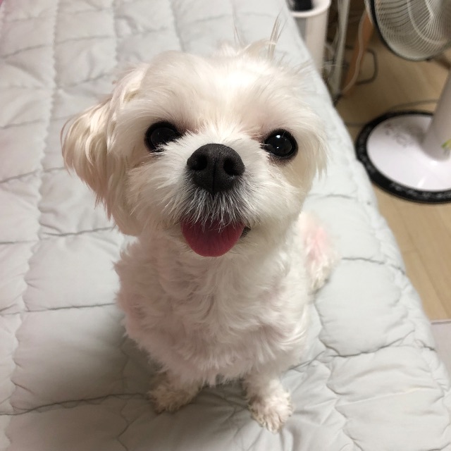 만동이의 추모 사진