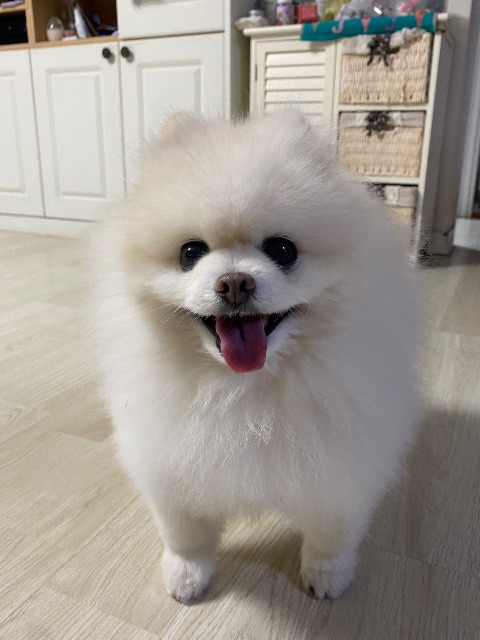 구름이의 추모 사진