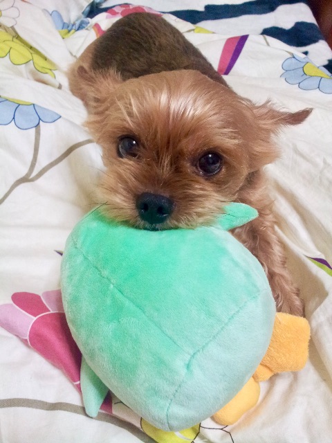 방울이의 추모 사진