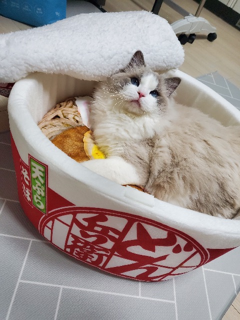 쿠니의 추모 사진