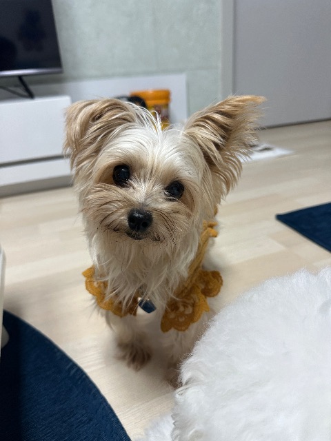 뽀미의 추모 사진