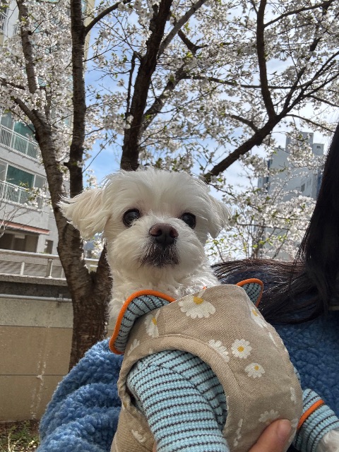 콩이의 추모 사진