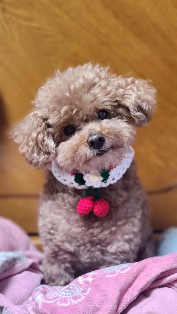 이뿌꾸의 추모 사진