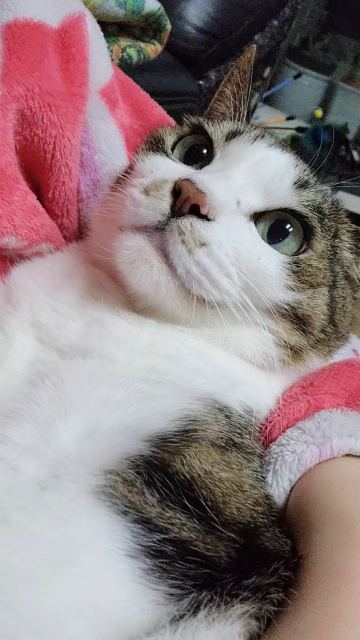 예삐의 추모 사진