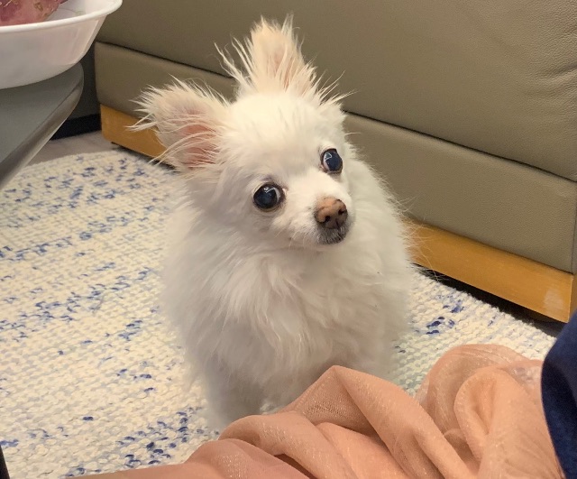 헤라의 추모 사진
