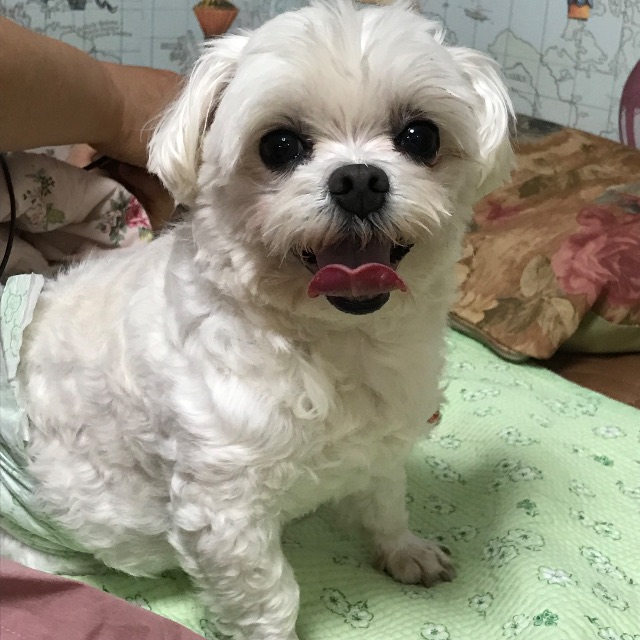 토토의 추모 사진