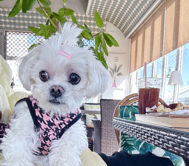 박까꿍의 추모 사진
