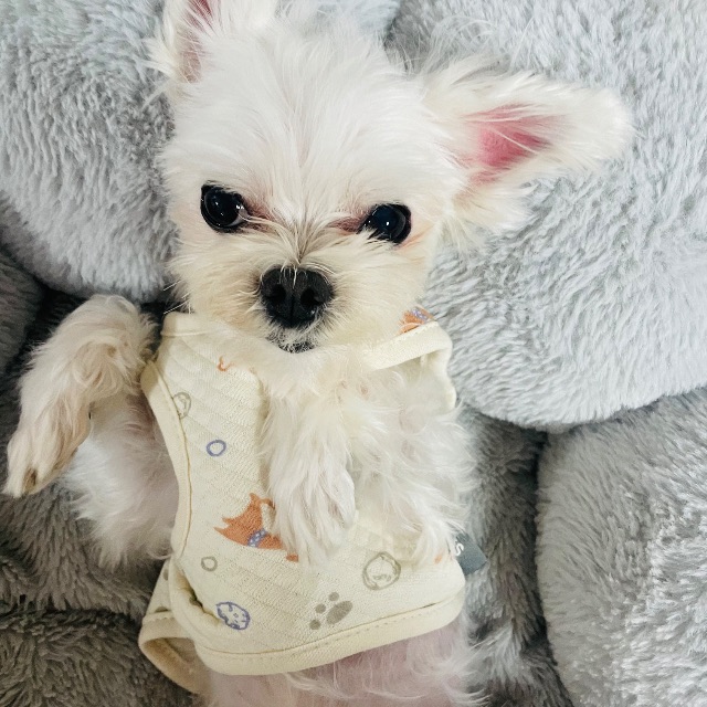 콩이의 추모 사진