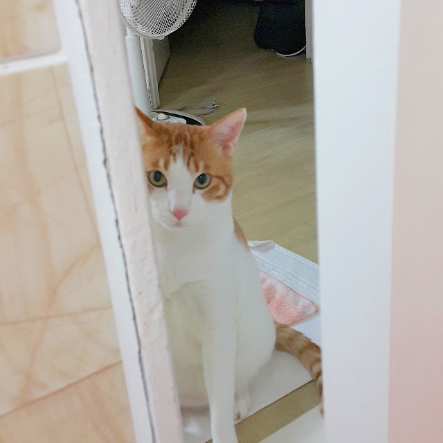 말랑이의 추모 사진
