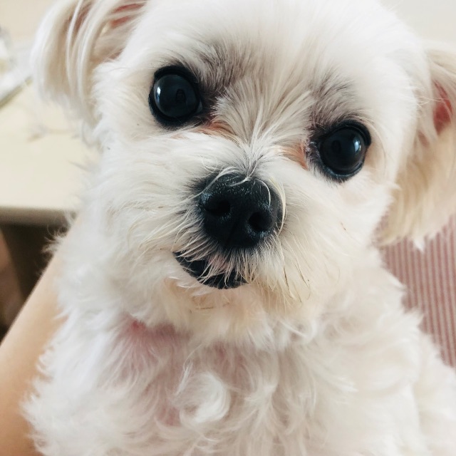 설기의 추모 사진