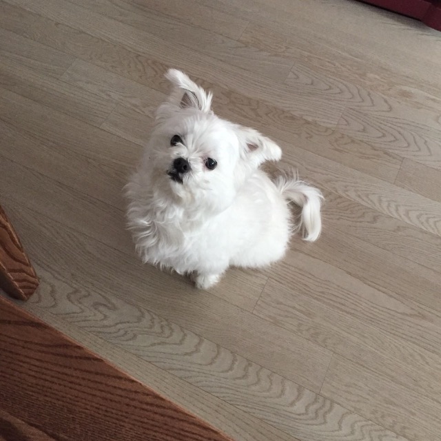 복이의 추모 사진