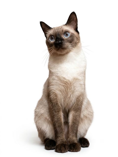 🦦리아🐾🤍의 추모 사진