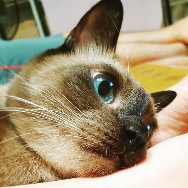 🐱샴푸🐾의 추모 사진
