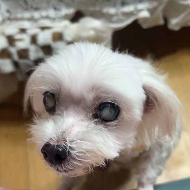 뽀뽀의 추모 사진